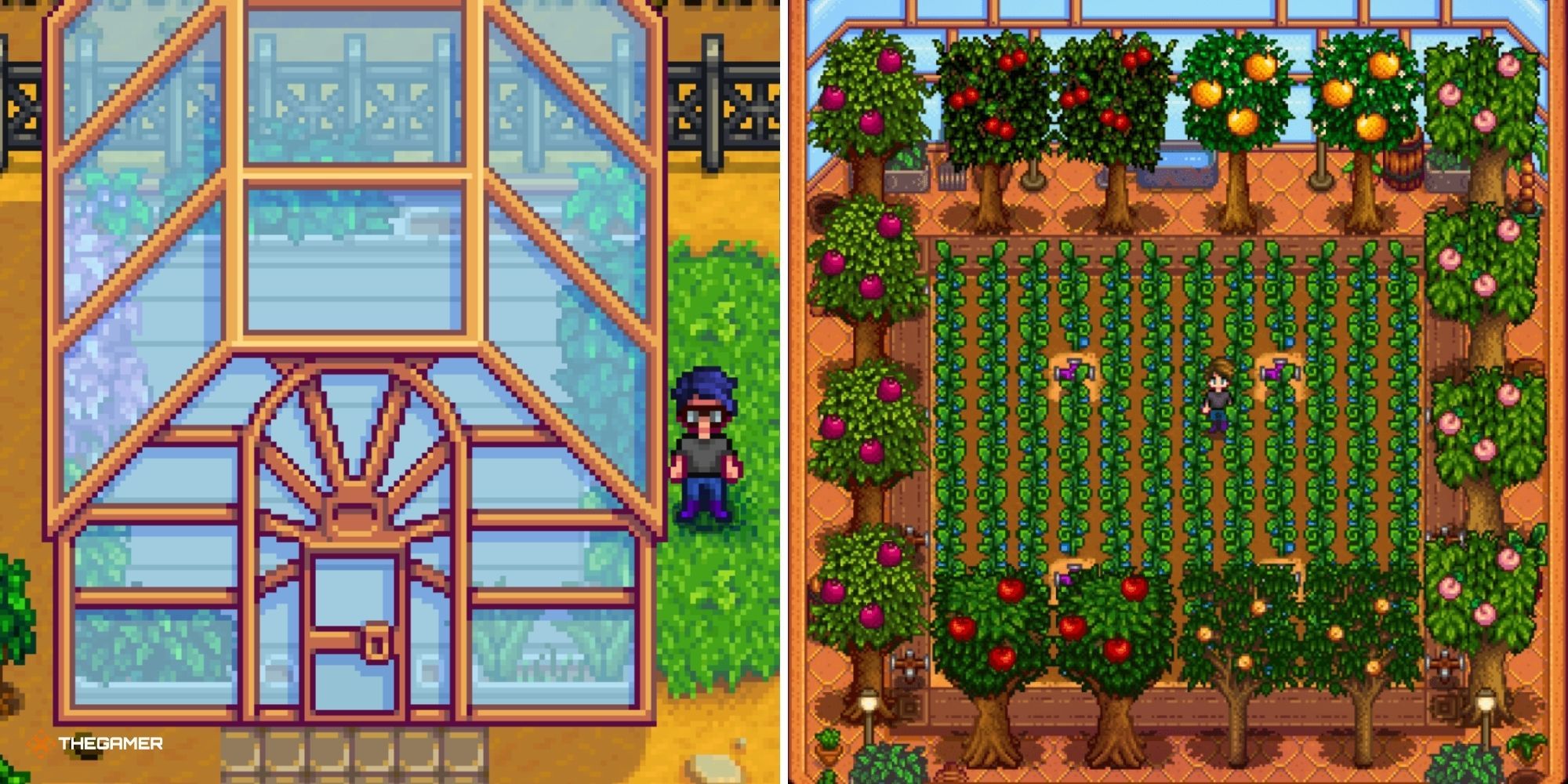 همه کاتالوگ های مبلمان در Stardew Valley، رتبه بندی شده اند 1 تصویر تقسیم شده از Stardew Valley - پخش کننده خارج از گلخانه در سمت چپ، بازیکن در داخل یک گلخانه کامل در سمت راست