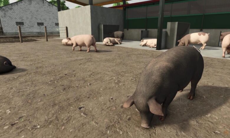 هر آنچه باید در مورد خوک ها در Farming Simulator 25 بدانید هر آنچه باید در مورد خوک ها در Farming Simulator 25 بدانید