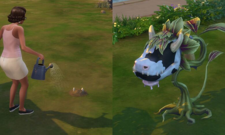 چگونه در The Sims 4 یک گیاه گاو را بگیریم چگونه در The Sims 4 یک گیاه گاو را بگیریم