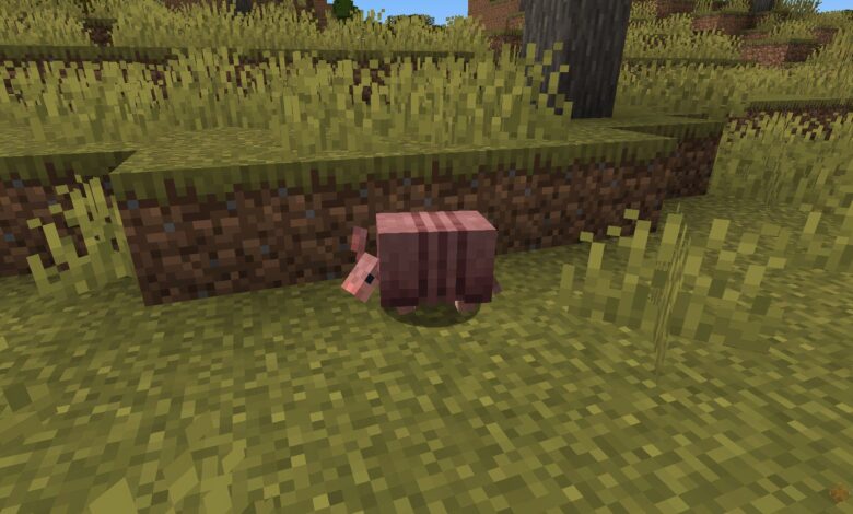 نحوه تغذیه Armadillos در Minecraft نحوه تغذیه Armadillos در Minecraft
